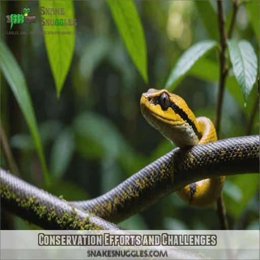 Conservation Efforts and Challenges