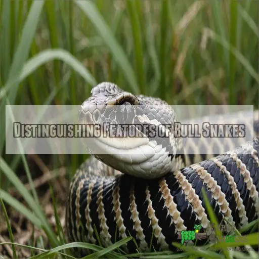 Distinguishing Features of Bull Snakes