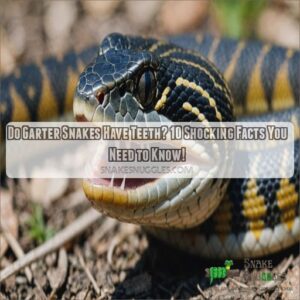 does a garter snake have teeth