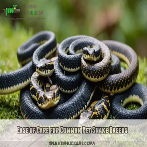 Ease of Care for Common Pet Snake Breeds