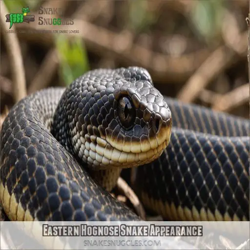 Eastern Hognose Snake Appearance