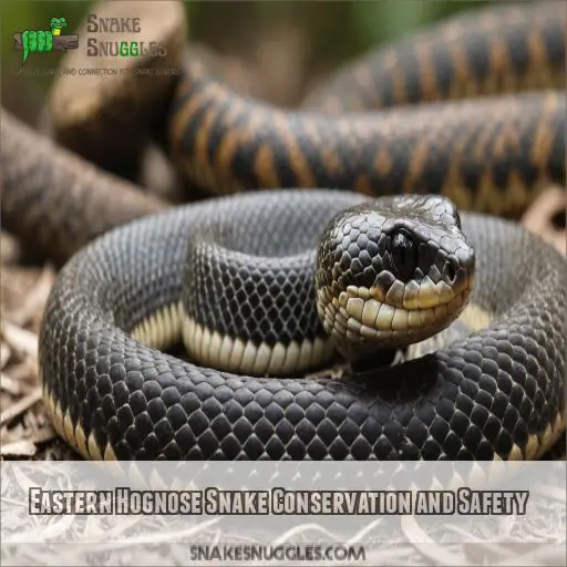 Eastern Hognose Snake Conservation and Safety