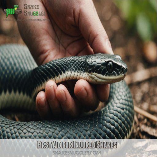 First Aid for Injured Snakes