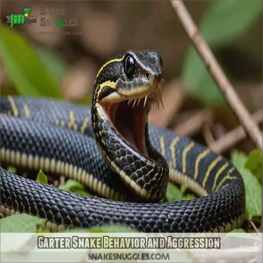 Garter Snake Behavior and Aggression