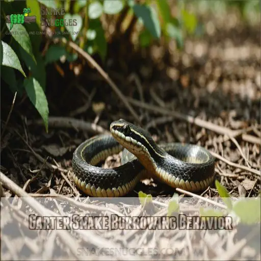 Garter Snake Burrowing Behavior