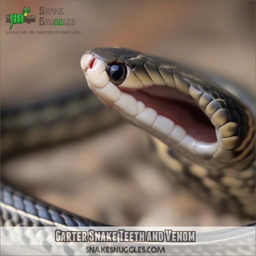 Garter Snake Teeth and Venom