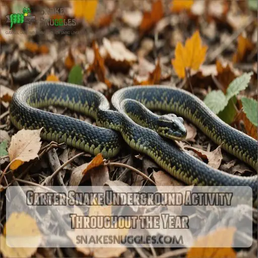 Garter Snake Underground Activity Throughout the Year