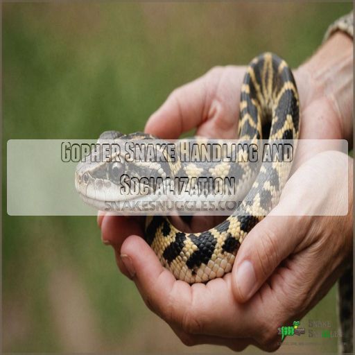 Gopher Snake Handling and Socialization