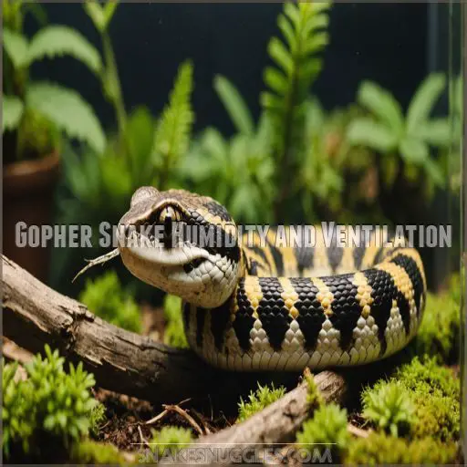 Gopher Snake Humidity and Ventilation