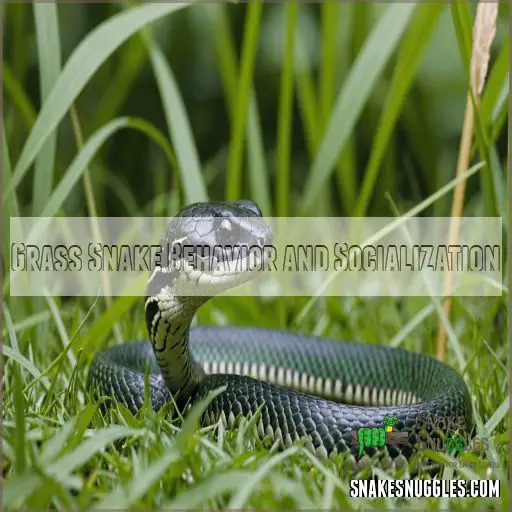 Grass Snake Behavior and Socialization