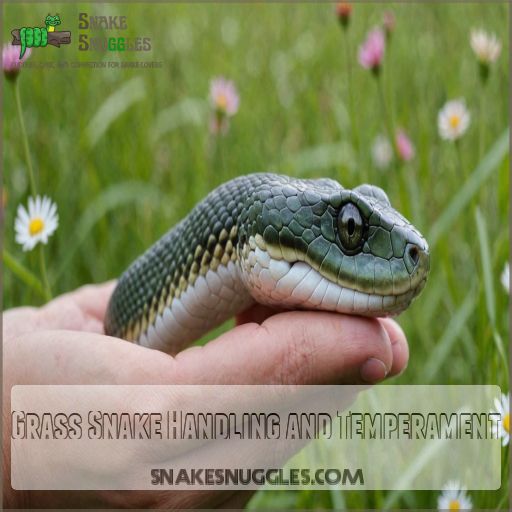 Grass Snake Handling and Temperament