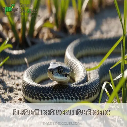 Gulf Salt Marsh Snakes and Salt Excretion