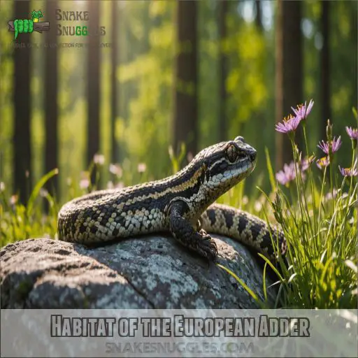 Habitat of the European Adder