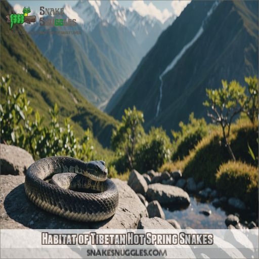 Habitat of Tibetan Hot Spring Snakes