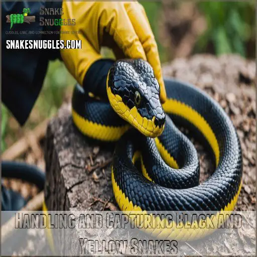 Handling and Capturing Black and Yellow Snakes