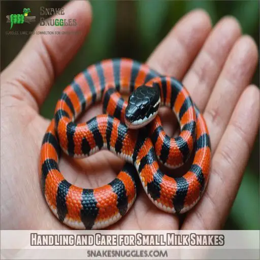 Handling and Care for Small Milk Snakes