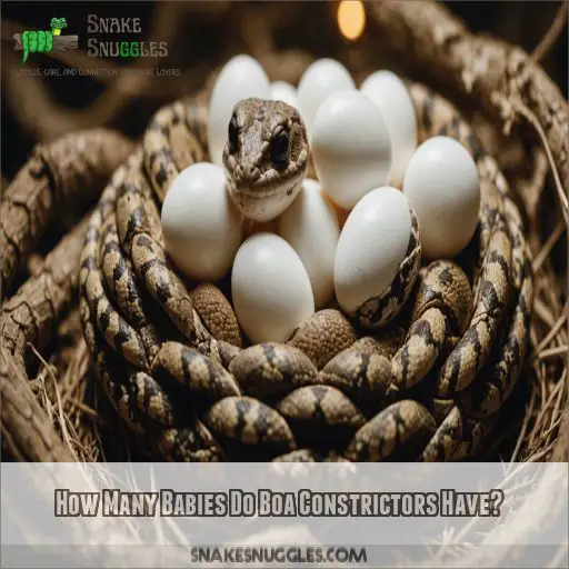 How Many Babies Do Boa Constrictors Have