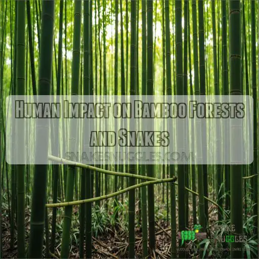 Human Impact on Bamboo Forests and Snakes