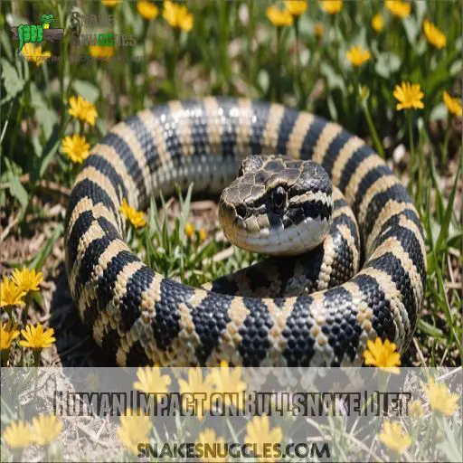 Human Impact on Bullsnake Diet