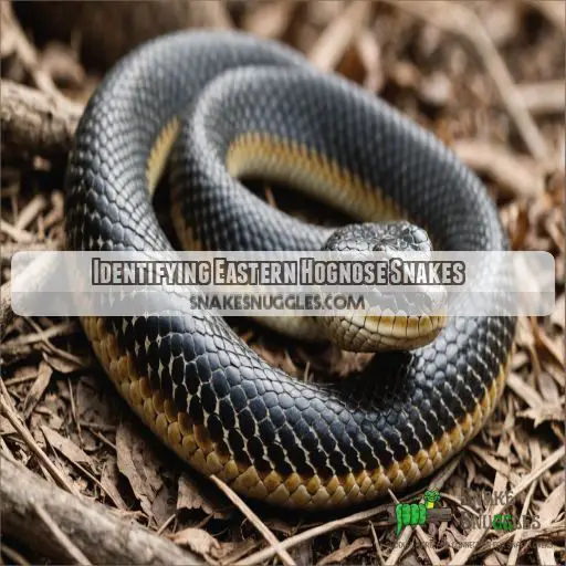 Identifying Eastern Hognose Snakes