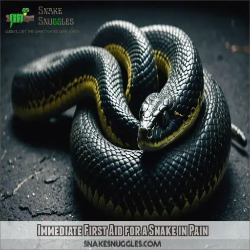 Immediate First Aid for a Snake in Pain