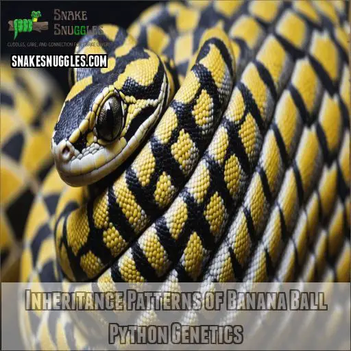 Inheritance Patterns of Banana Ball Python Genetics