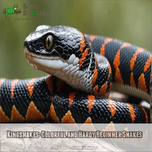 Kingsnakes: Colorful and Hardy Beginner Snakes