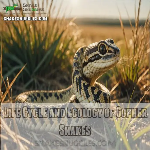 Life Cycle and Ecology of Gopher Snakes