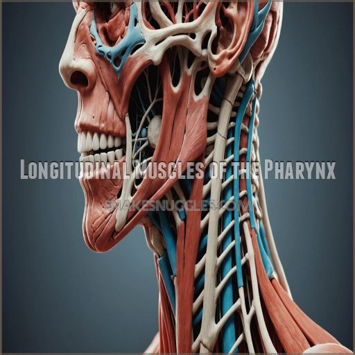 Longitudinal Muscles of the Pharynx