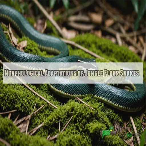 Morphological Adaptations of Jungle Floor Snakes