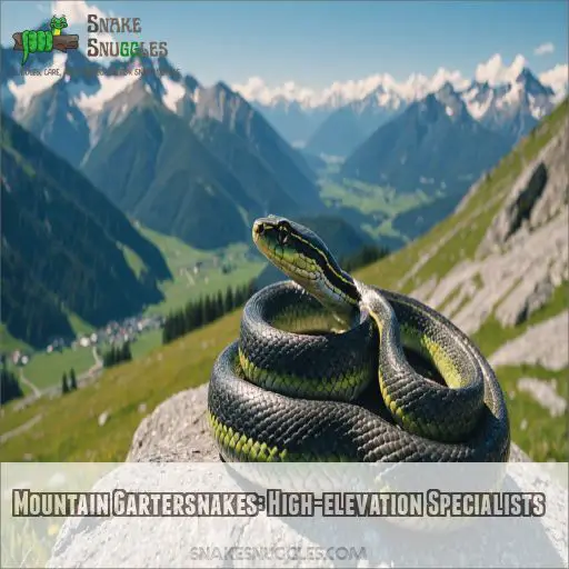 Mountain Gartersnakes: High-elevation Specialists