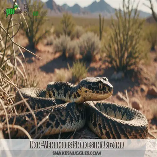 Non-Venomous Snakes in Arizona