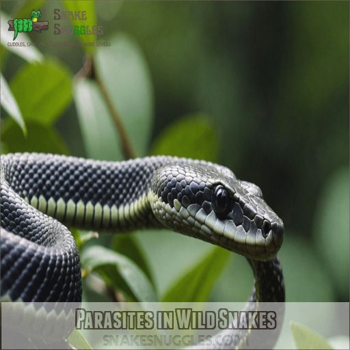 Parasites in Wild Snakes