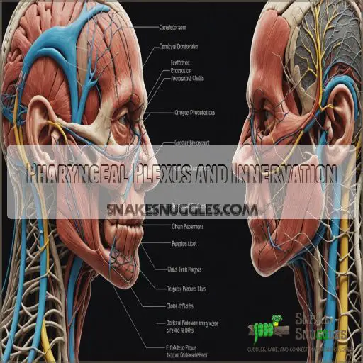 Pharyngeal Plexus and Innervation