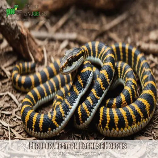 Popular Western Hognose Morphs