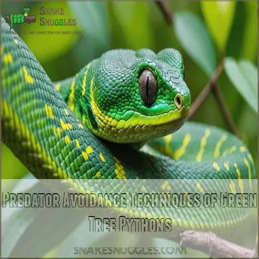 Predator Avoidance Techniques of Green Tree Pythons