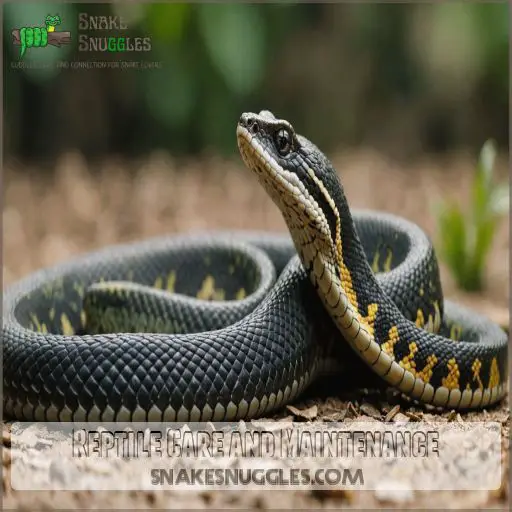 Reptile Care and Maintenance