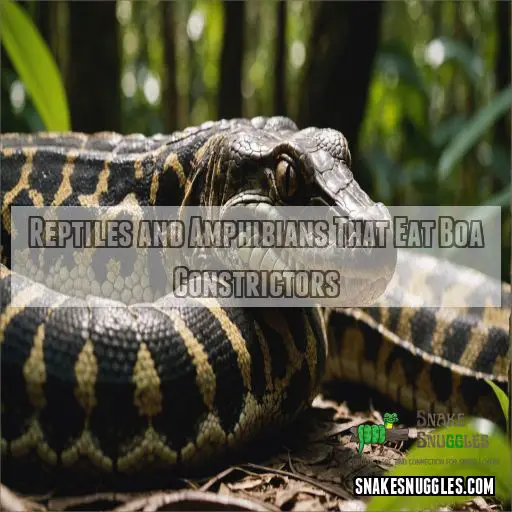 Reptiles and Amphibians That Eat Boa Constrictors