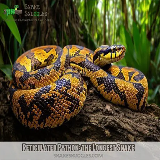 Reticulated Python: the Longest Snake