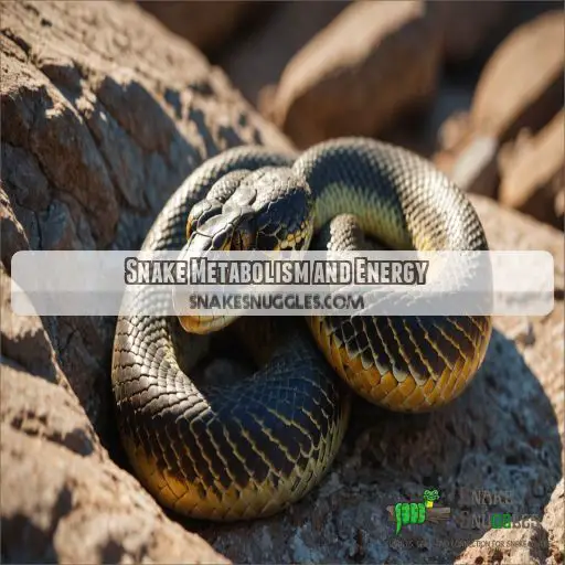 Snake Metabolism and Energy