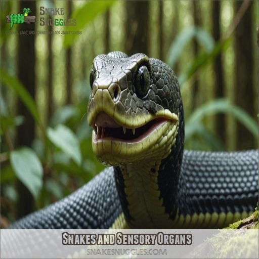 Snakes and Sensory Organs