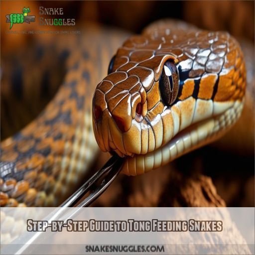 Step-by-Step Guide to Tong Feeding Snakes