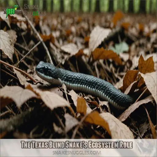 The Texas Blind Snake