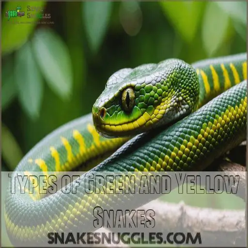 Types of Green and Yellow Snakes