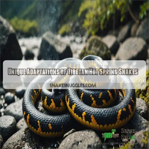 Unique Adaptations of Tibetan Hot Spring Snakes