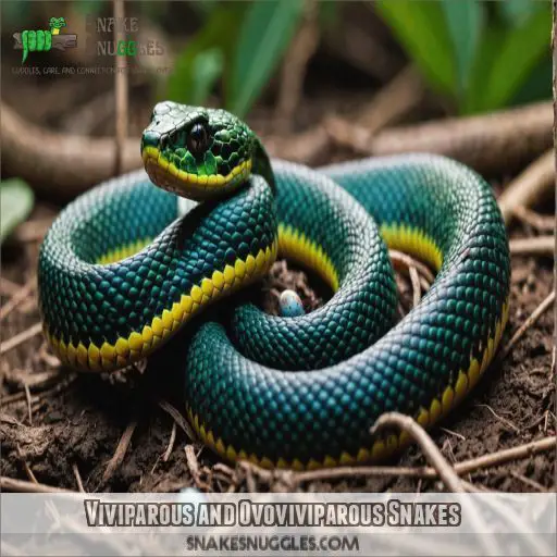 Viviparous and Ovoviviparous Snakes