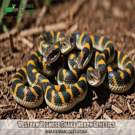 Western Hognose Snake Morph Genetics