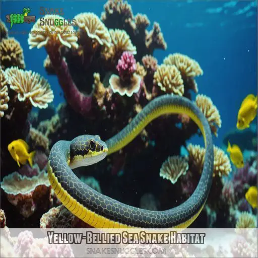 Yellow-Bellied Sea Snake Habitat