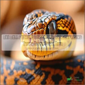 are ball pythons poisonous