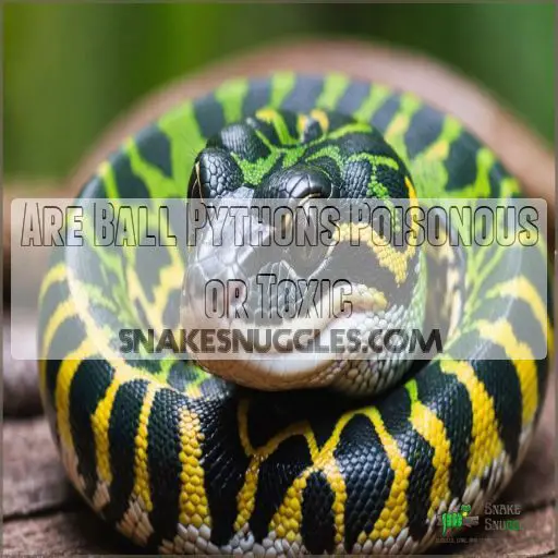 Are Ball Pythons Poisonous or Toxic